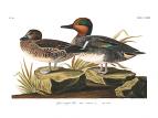 Green-winged Teal